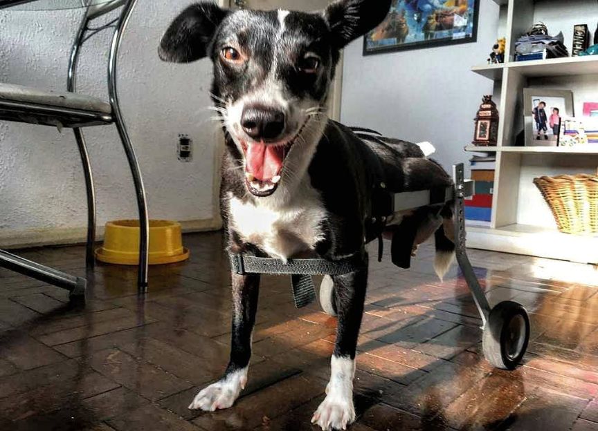 Além de ficar paraplégica após ser atropelada, a cachorra também enfrentou um câncer.