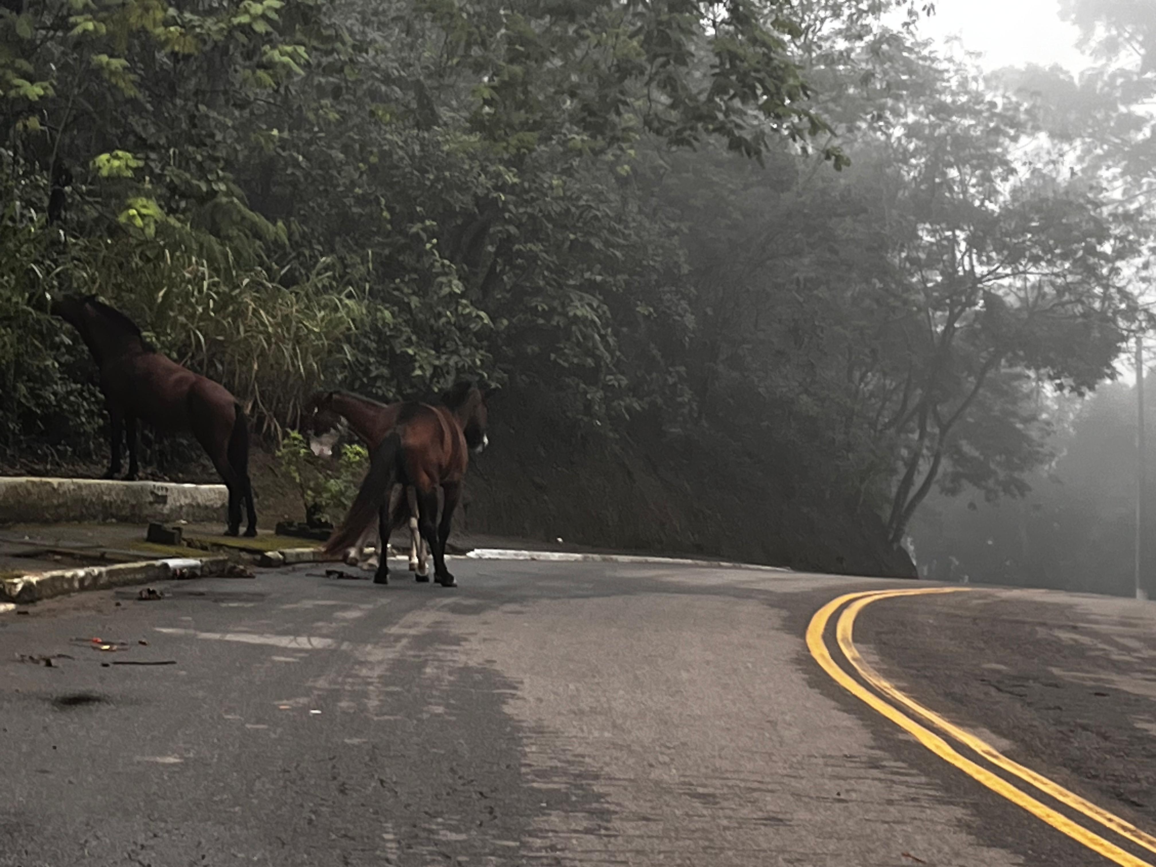 Cavalos soltos em ruas de Niterói