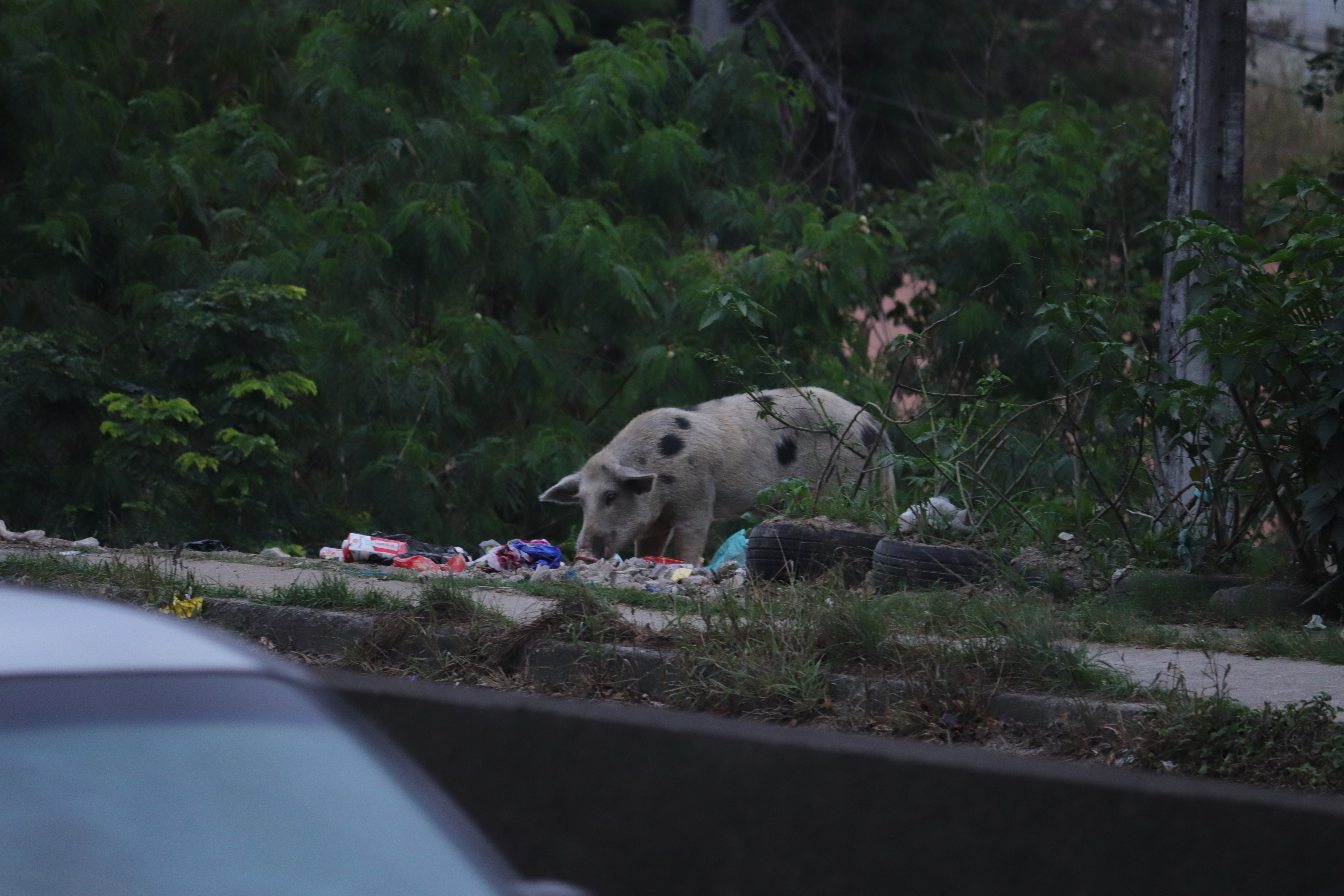 Porco comendo lixo na rua