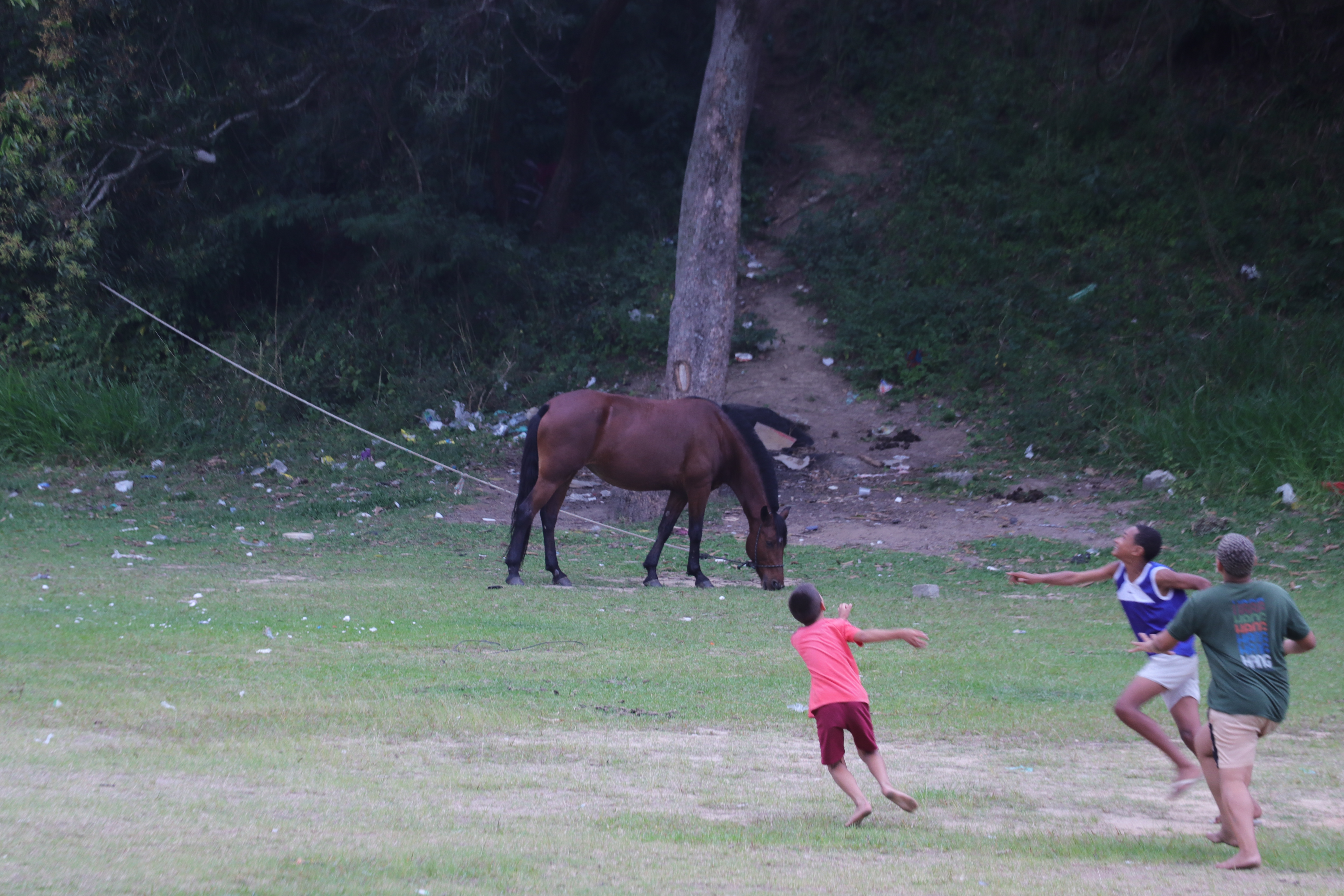Crianças brincam perto de cavalo solto