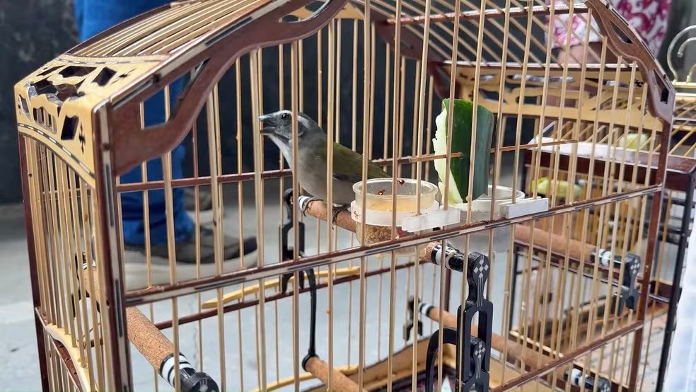 Animais resgatados seram devolvidos para a natureza