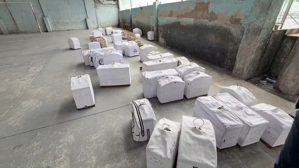 Gaiolas apreendidas pela Polícia Civil