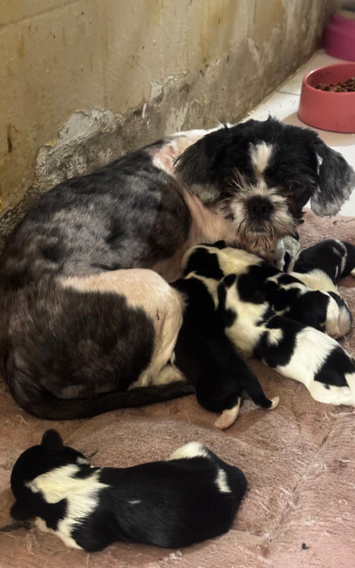 Os policiais encontraram dezenas de cachorros entre filhotes e adultos em ambiente insalubre, sem ventilação sem alimentação adequada e com visíveis sinais de maus-tratos