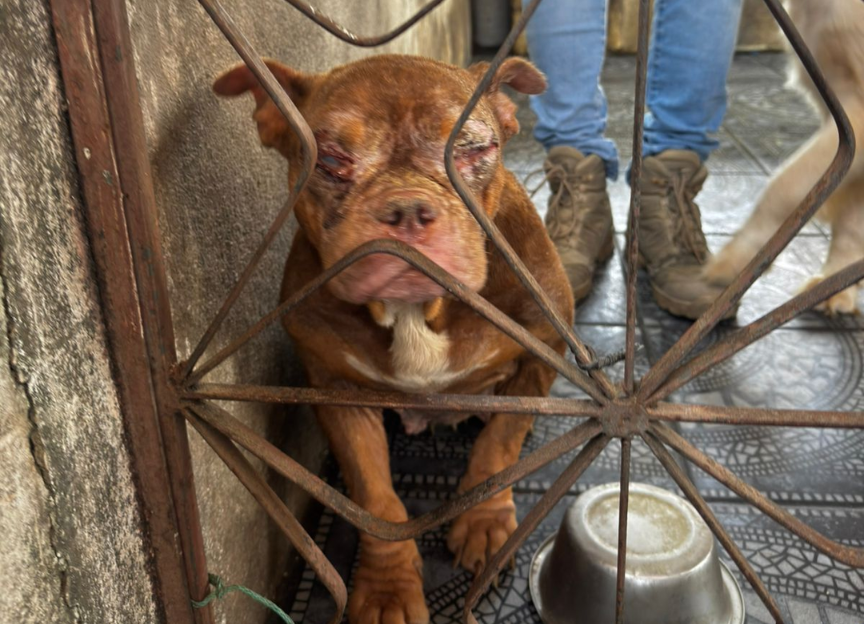 Resgatados 50 cães sem comida e água no Rio; vídeo