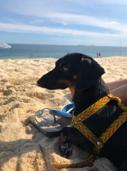 Cão Fumaça em Itaipuaçu