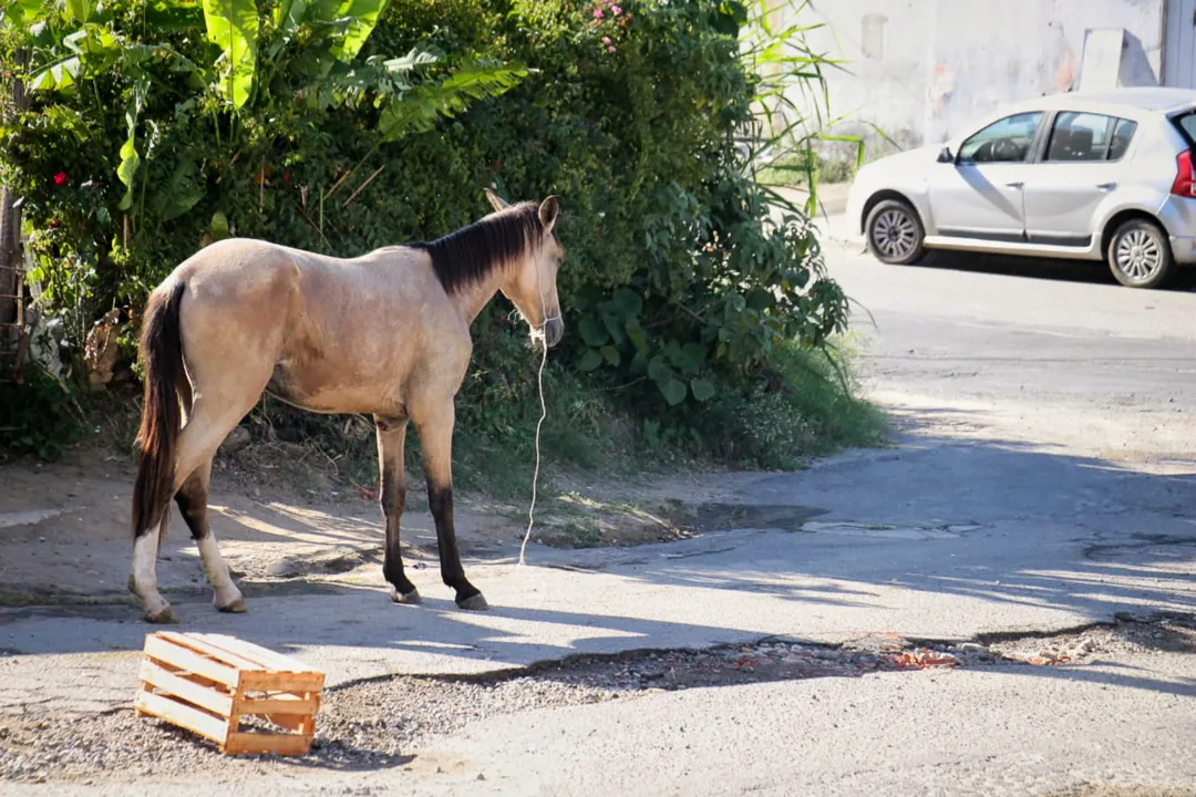 Égua machucada e em estado de abandono sensibiliza moradores de São Gonçalo