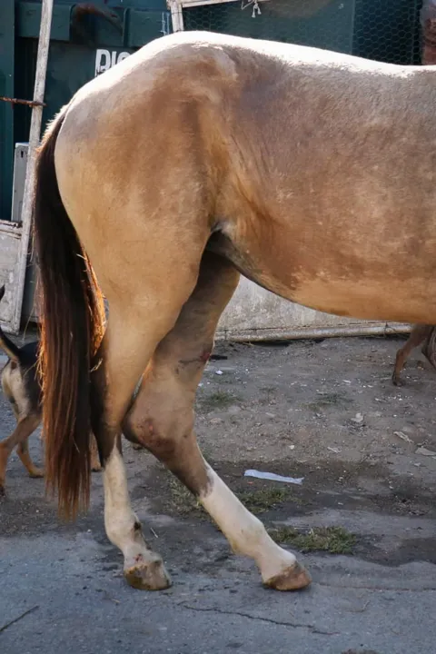 Égua machucada e em estado de abandono sensibiliza moradores de São Gonçalo