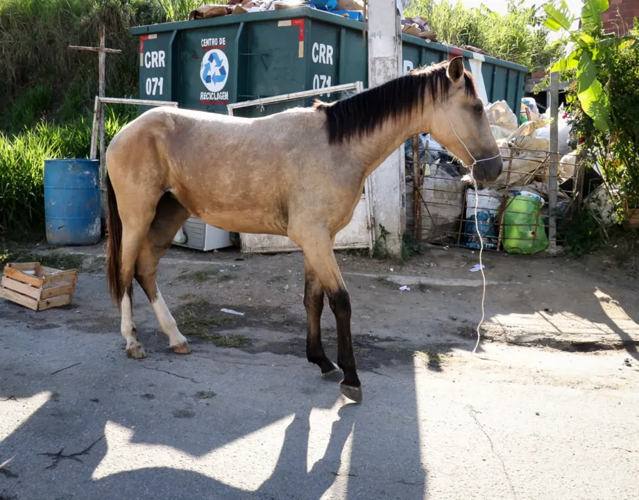 Égua machucada e em estado de abandono sensibiliza moradores de São Gonçalo