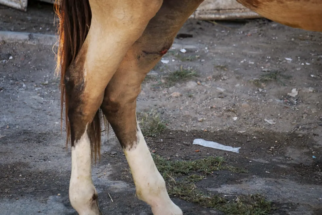 Égua machucada e em estado de abandono sensibiliza moradores de São Gonçalo