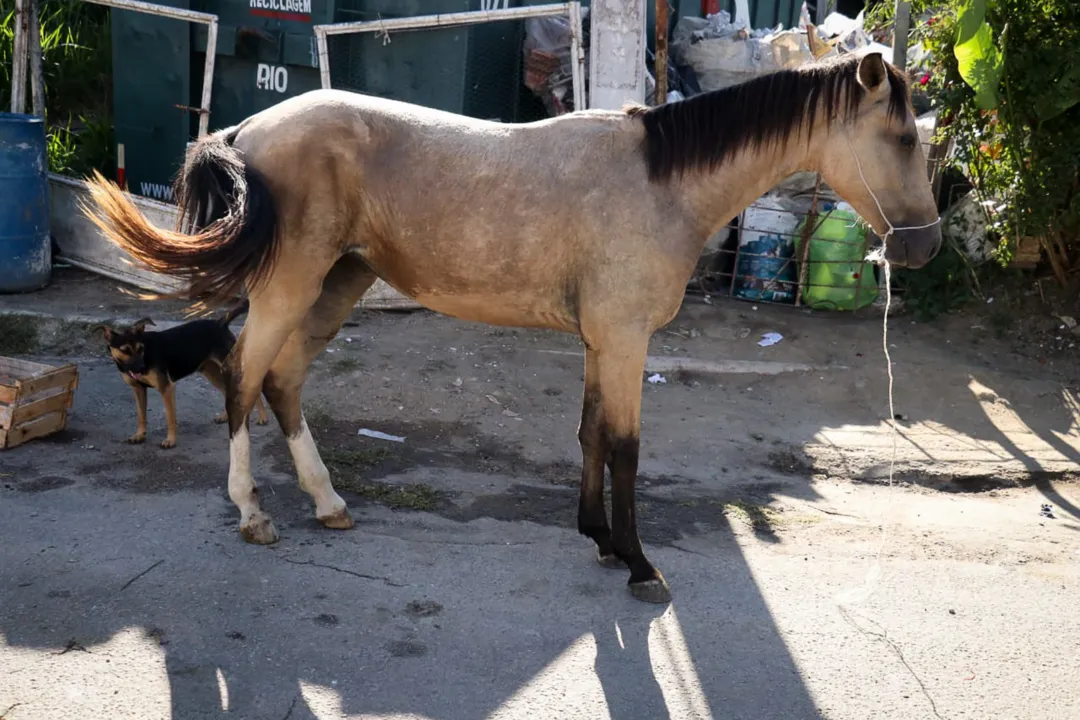 Égua machucada e em estado de abandono sensibiliza moradores de São Gonçalo