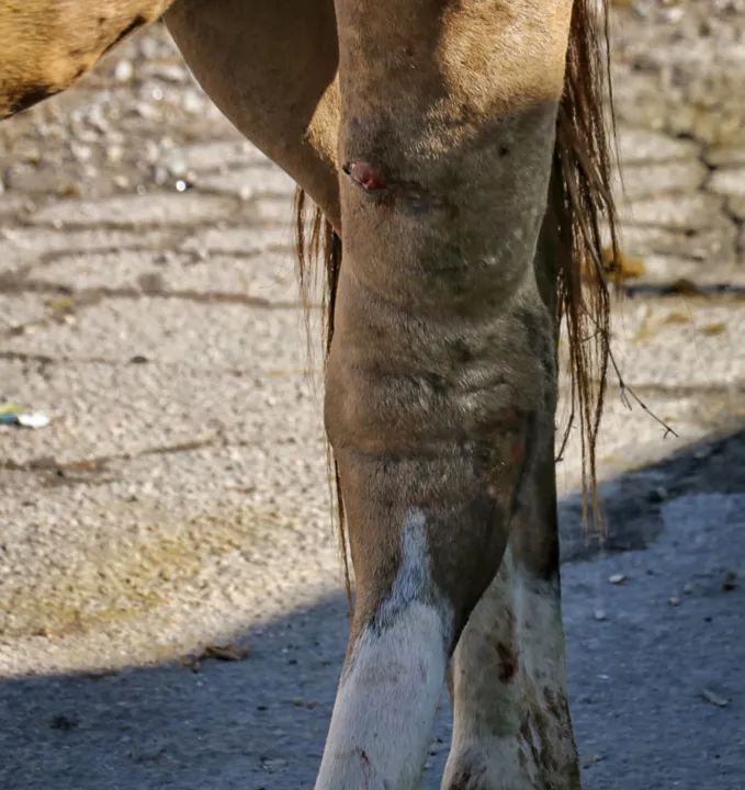 Égua machucada e em estado de abandono sensibiliza moradores de São Gonçalo