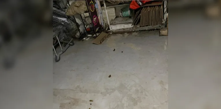 Fezes de gato espalhadas pelo chão