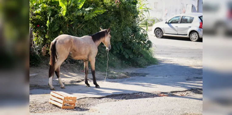 Égua machucada e em estado de abandono sensibiliza moradores de São Gonçalo