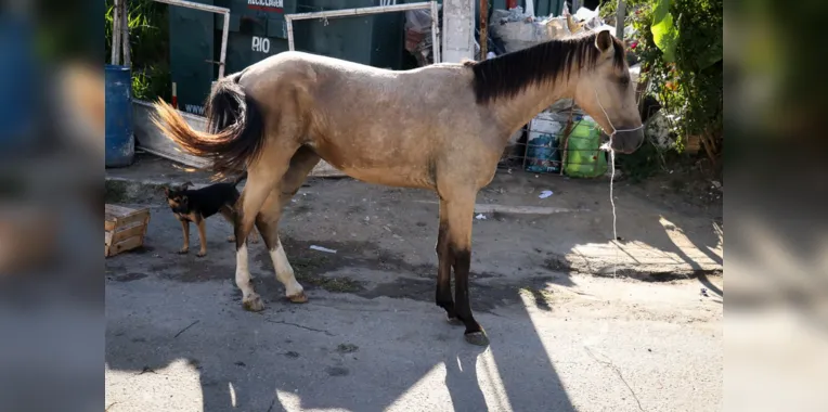 Égua machucada e em estado de abandono sensibiliza moradores de São Gonçalo