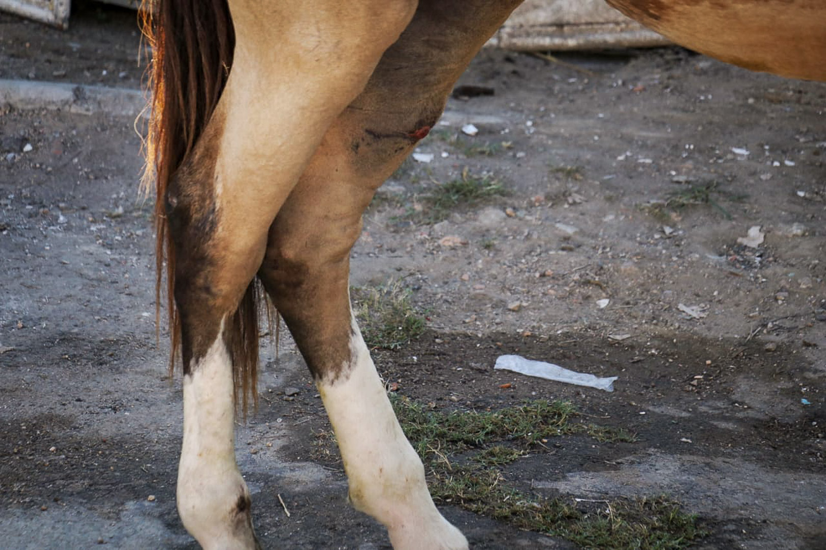 Égua machucada e em estado de abandono sensibiliza moradores de São Gonçalo