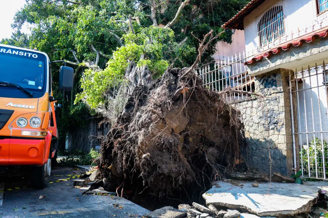 A árvore caiu por volta das 16h da tarde, durante temporal