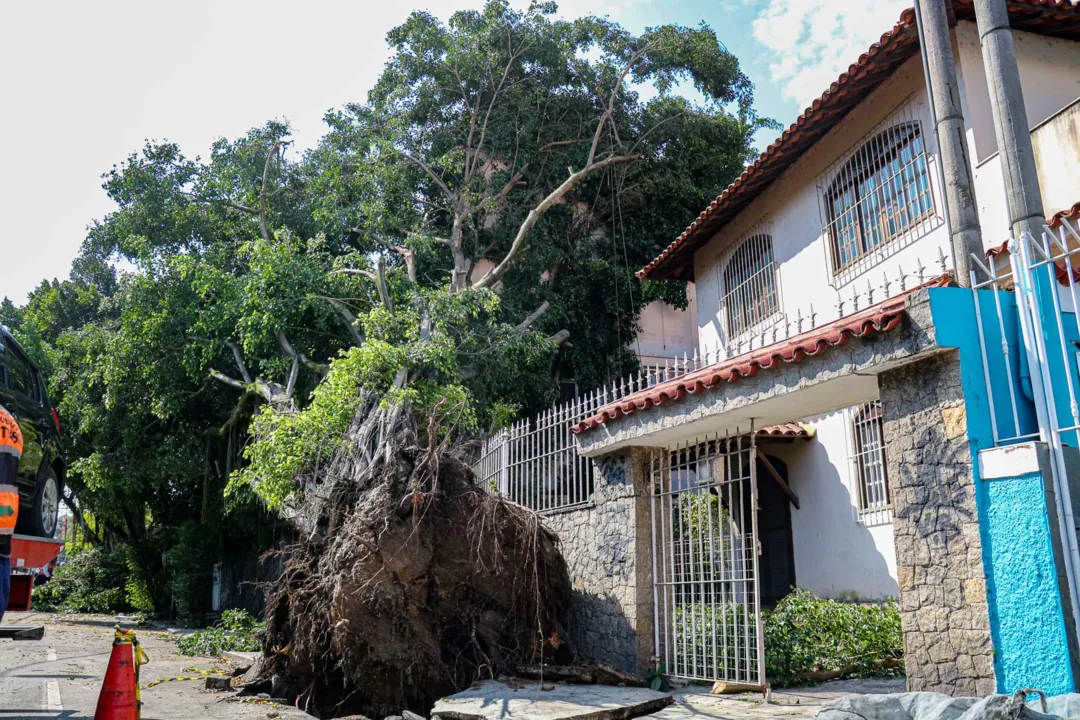 A árvore caiu por volta das 16h da tarde, durante temporal