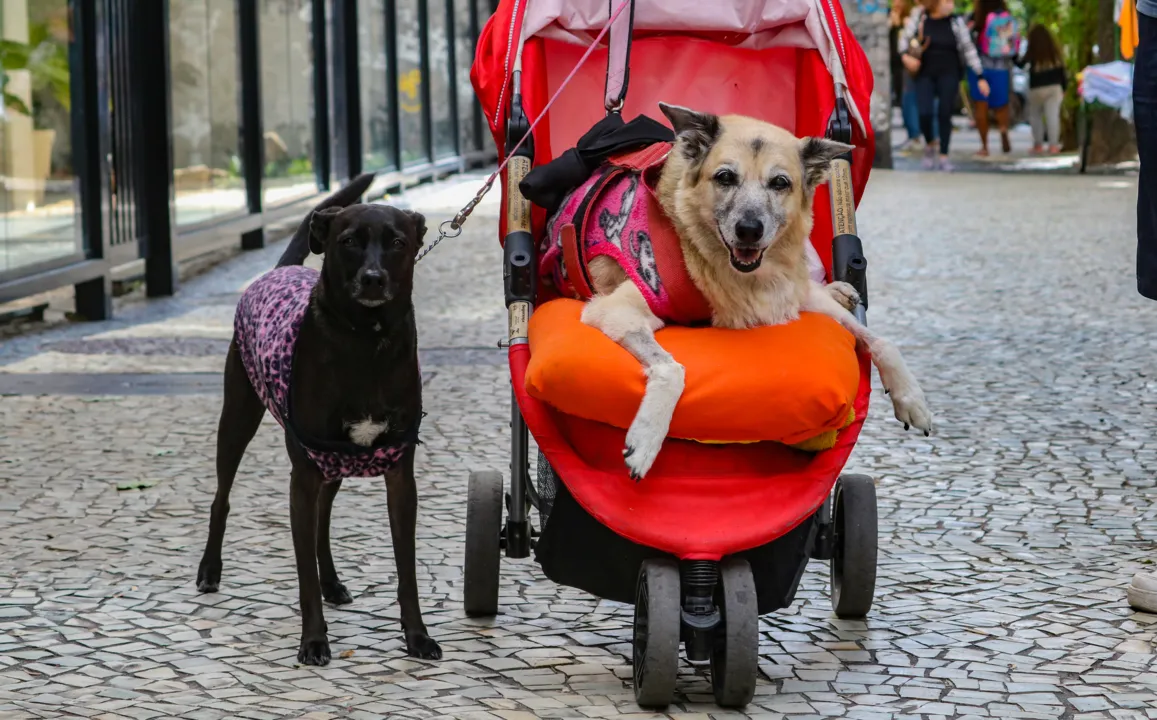 A melhor forma de ajudar a aquecer os animais, inicialmente seria deixa-los em um ambiente aquecido