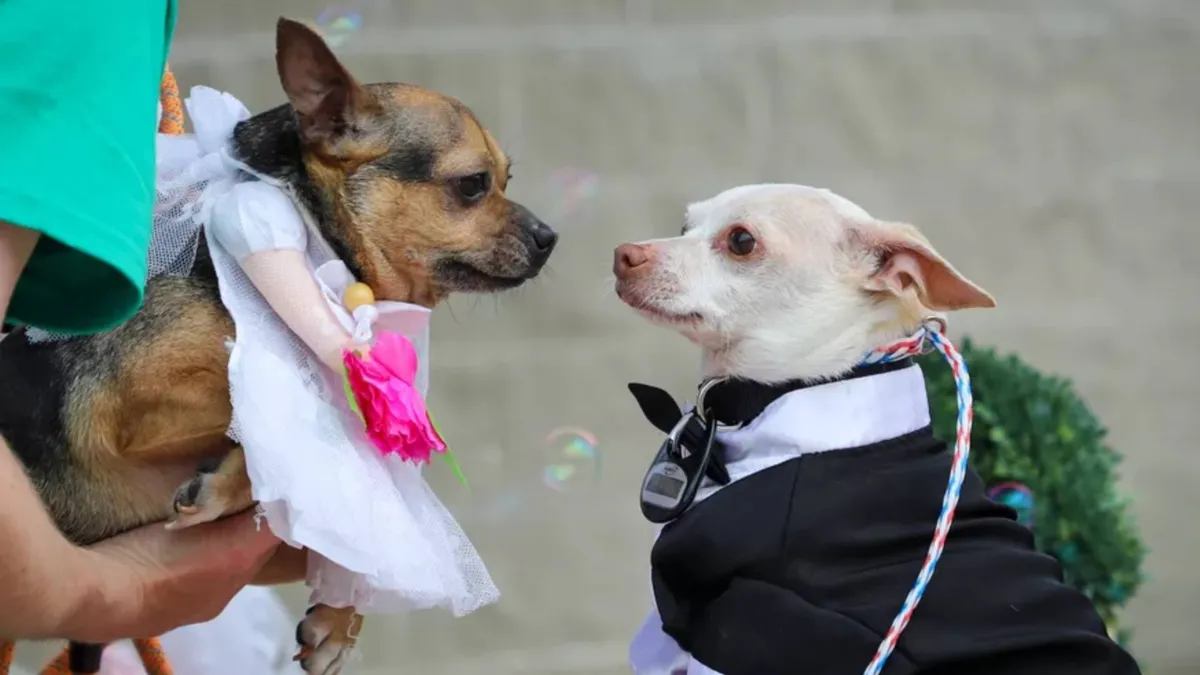  casal estava vestido com perfeição para o grande dia