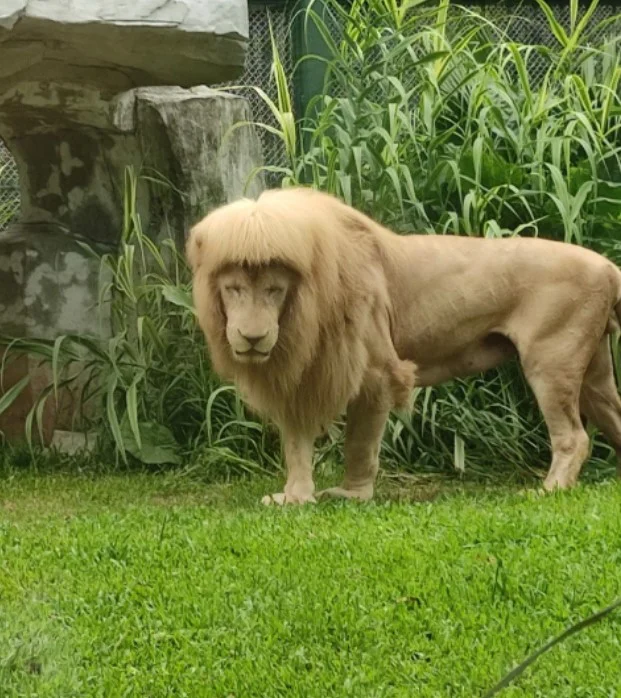 Leão aparece com 'franja aparada' em zoológico; veja fotos