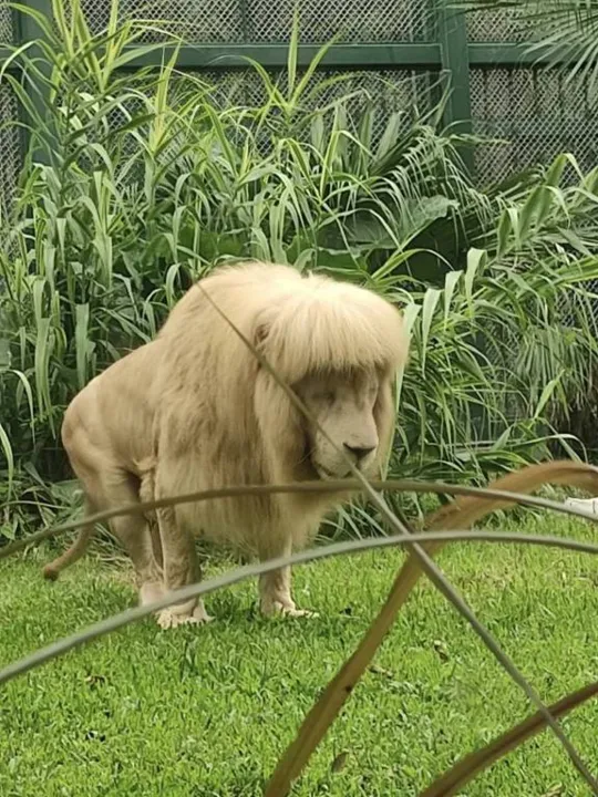 Leão aparece com 'franja aparada' em zoológico; veja fotos