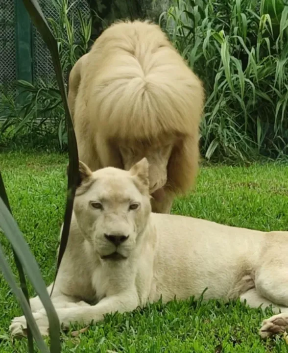 Leão aparece com 'franja aparada' em zoológico; veja fotos