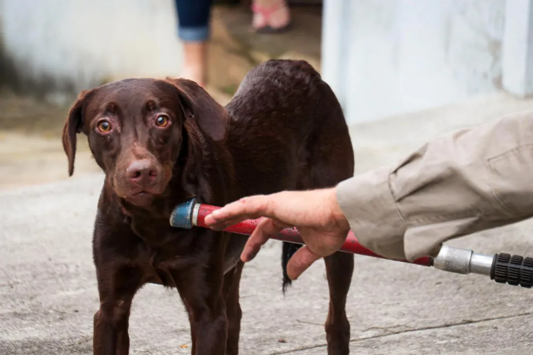 Resgate de cachorro abandonado bombeiros no largo da Batalha