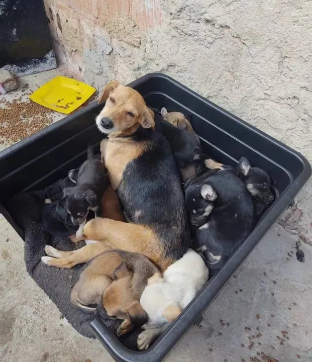 Outros 18 cães foram resgatados pela prefeitura