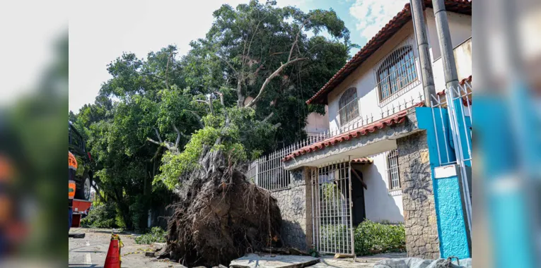 A árvore caiu por volta das 16h da tarde, durante temporal