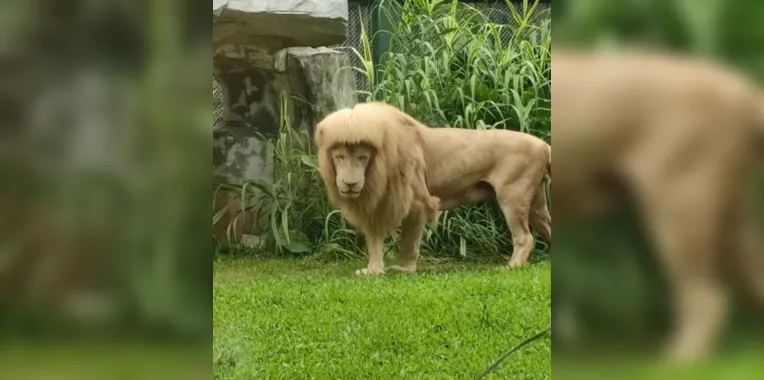 Leão aparece com 'franja aparada' em zoológico; veja fotos