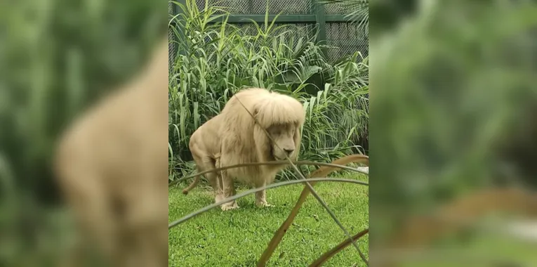 Leão aparece com 'franja aparada' em zoológico; veja fotos