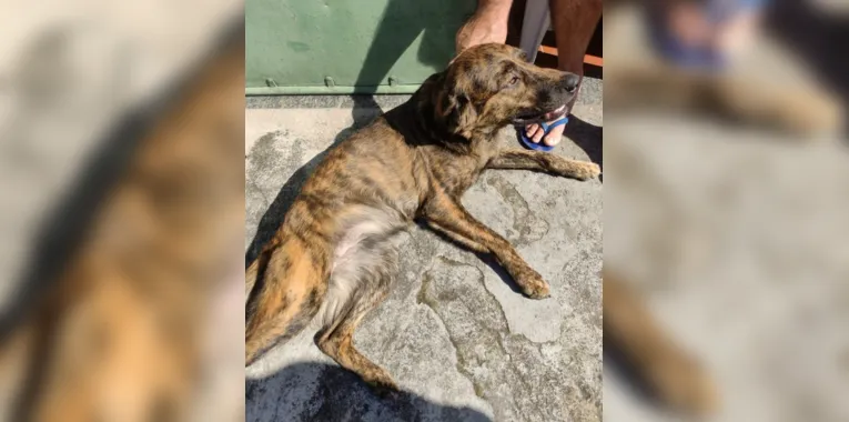 Cadela perdida vira xodó em bairros de São Gonçalo