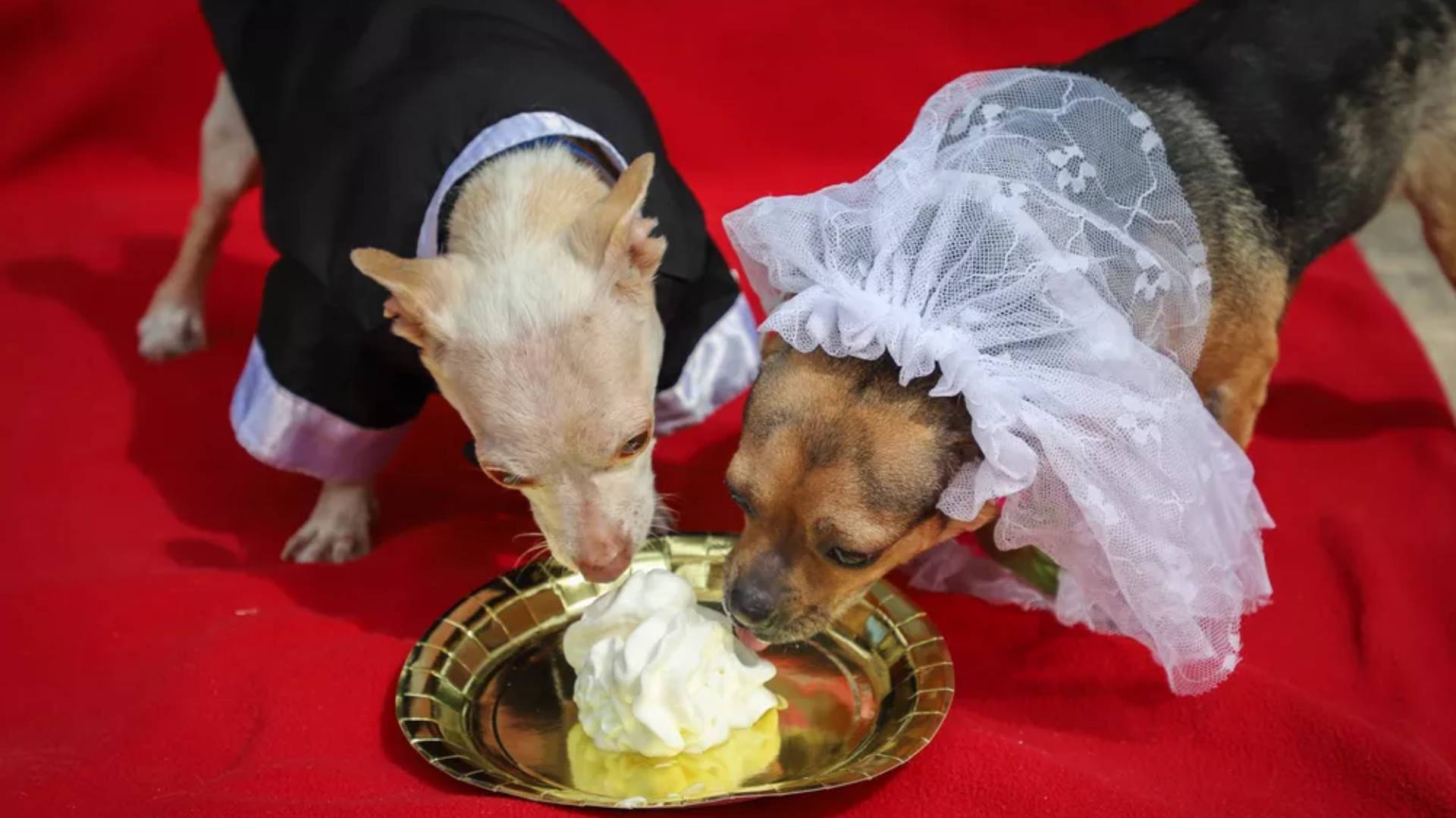 Teve até bolo na cerimônia