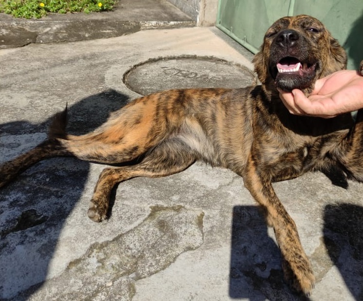 Cadela perdida vira xodó em bairros de São Gonçalo