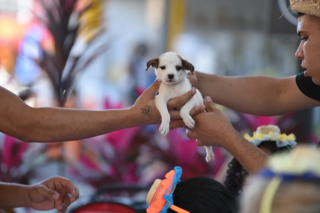 Feira de adoção de cães e gatos acontece neste sábado em Maricá