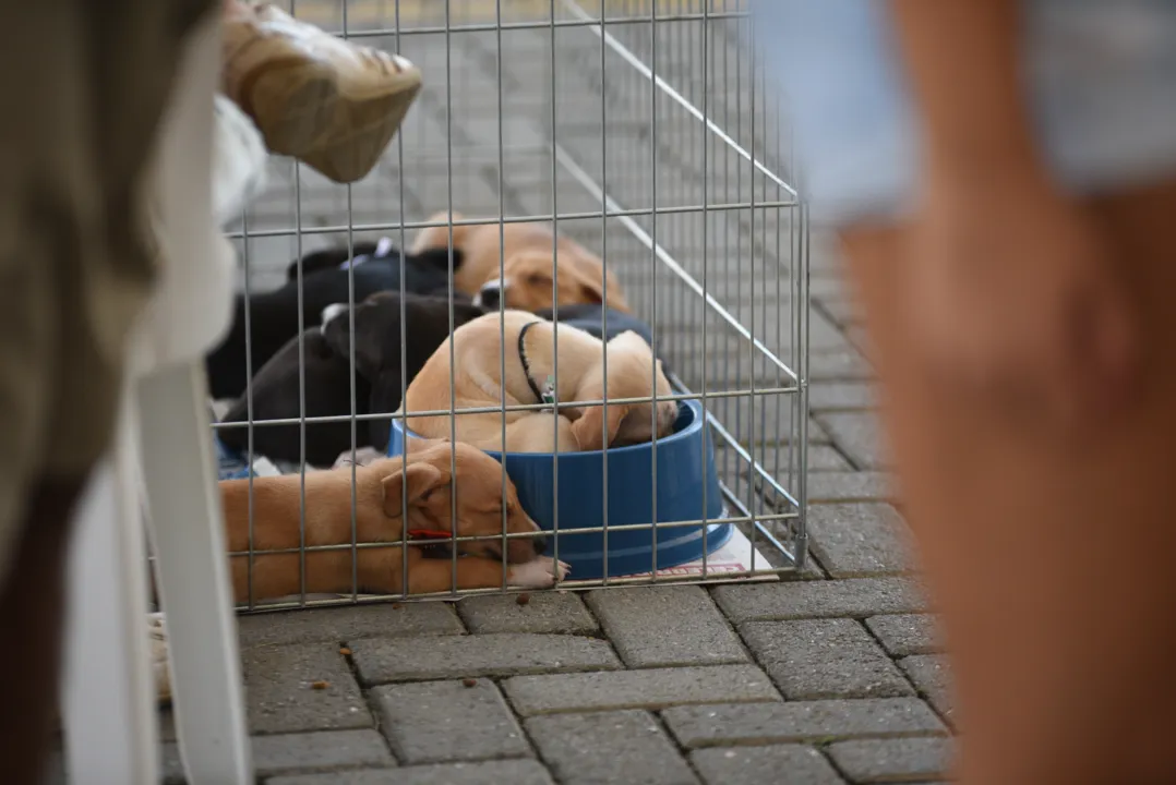 Feira de adoção de cães e gatos acontece neste sábado em Maricá