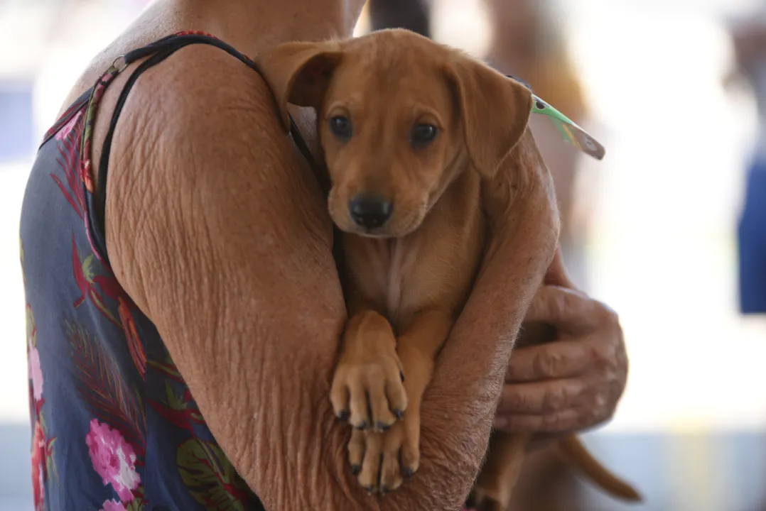 Feira de adoção de cães e gatos acontece neste sábado em Maricá