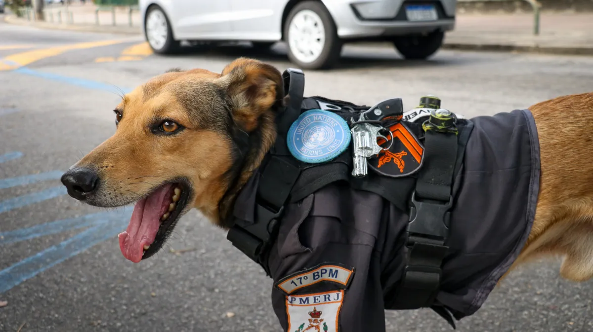 Cachorro ganhou até uma farda