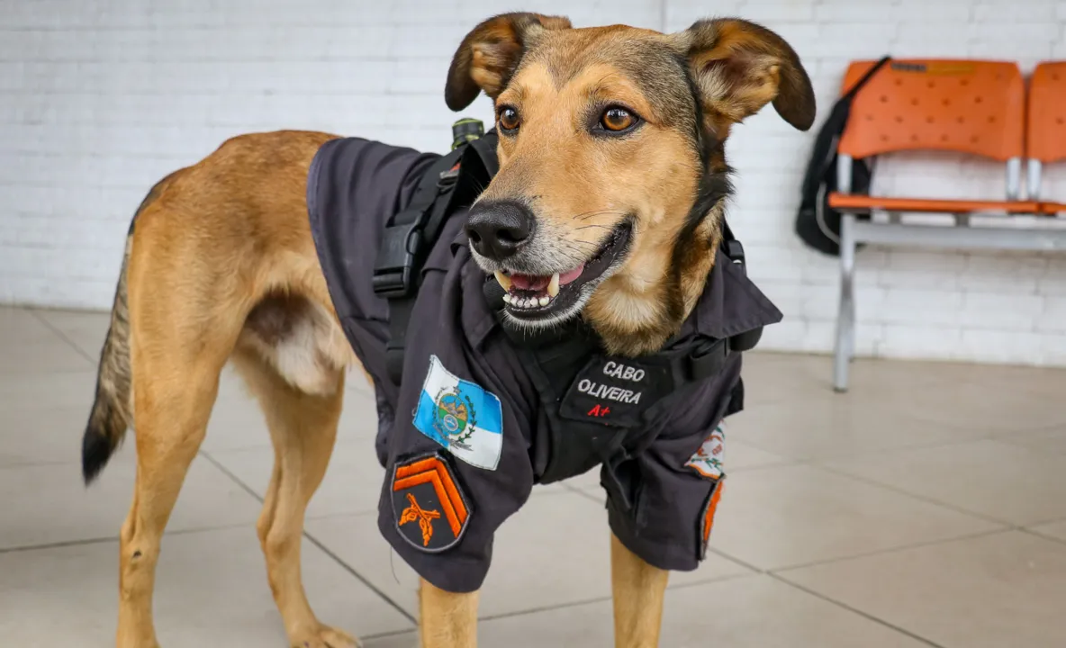 Cachorro ganhou até uma farda