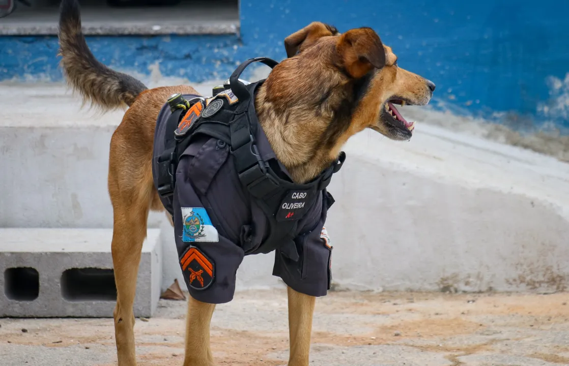 Cachorro ganhou até uma farda