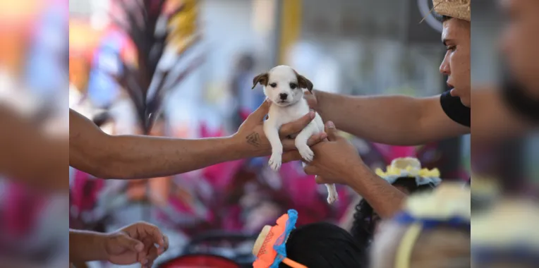 Feira de adoção de cães e gatos acontece neste sábado em Maricá