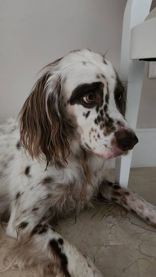 Anitta mostra mordidas e os cachorros que brigaram