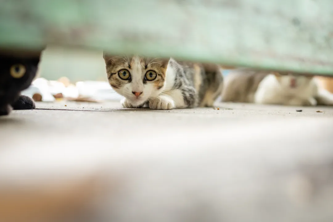 Os animais são cuidados por moradoras da região 