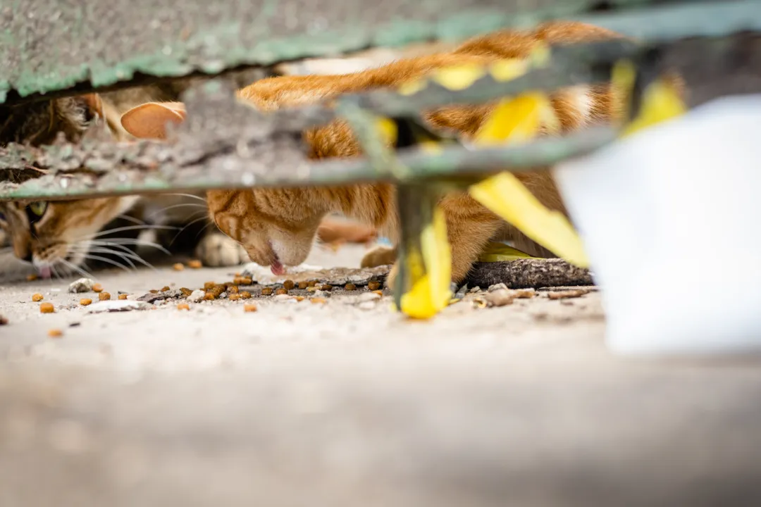 Existem cerca de 40 gatos abandonados nesse local 