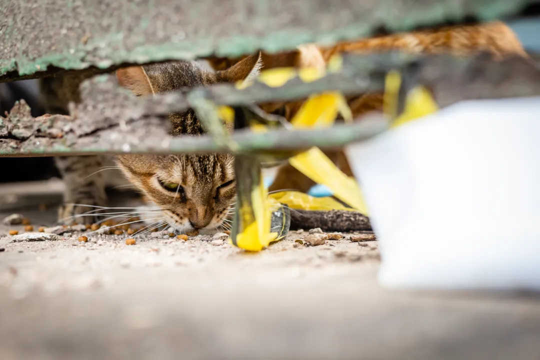 Os animais brigam por comida 