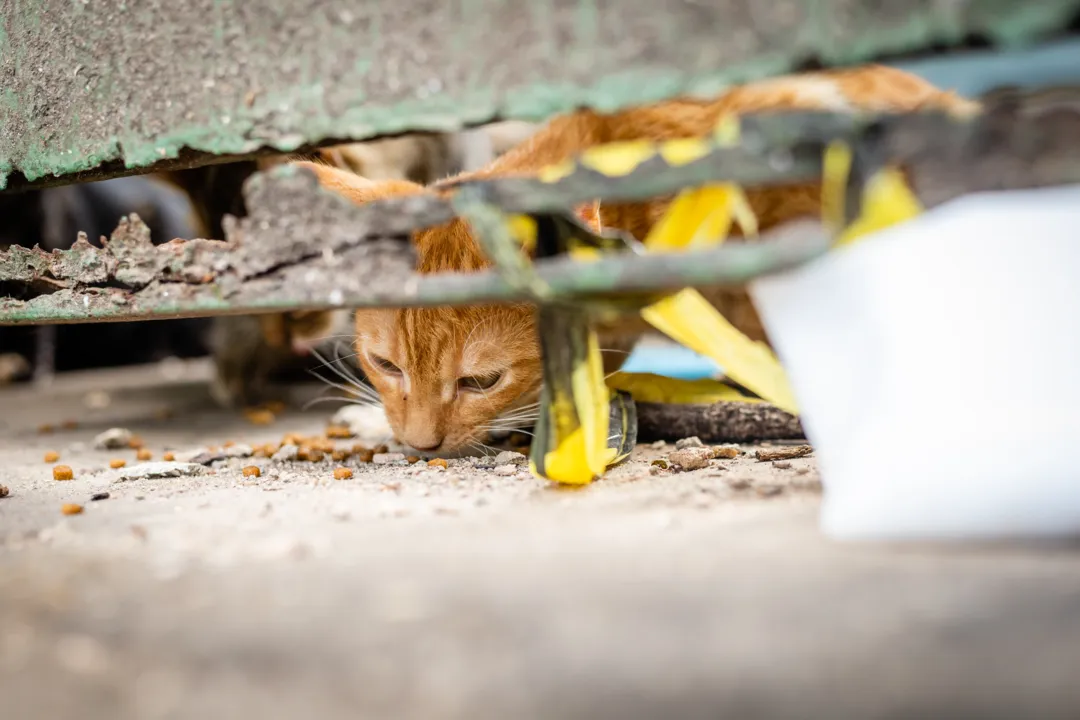 Apenas alguns animais conseguem ser vistos pelas brechas do portão que está chumbado 