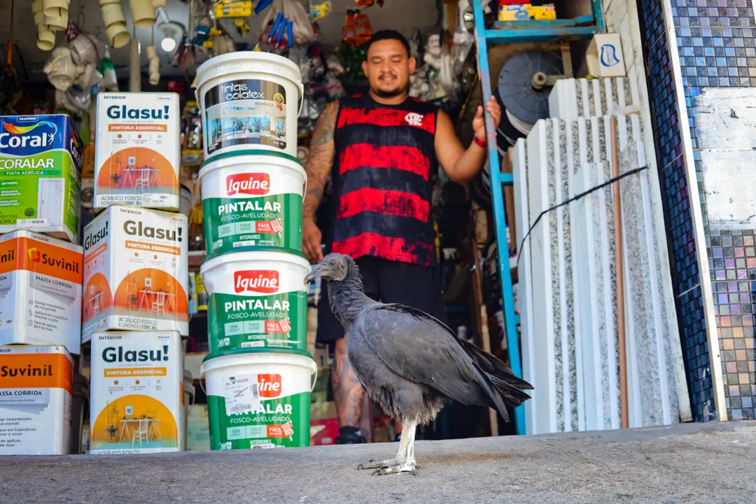 Animal é criado de maneira livre e retribui o cuidado ficando ao lado de Thiago