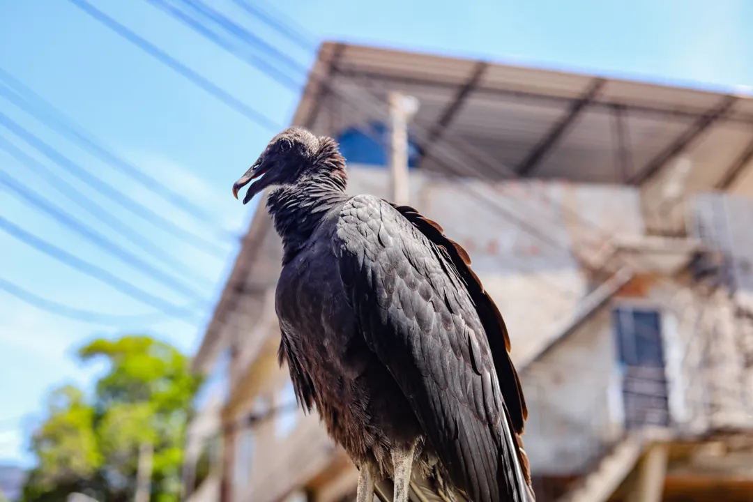 Animal é criado de maneira livre e retribui o cuidado ficando ao lado de Thiago