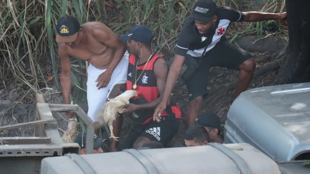 Moradores pegam carga de galinhas de caminhão que tombou na via 