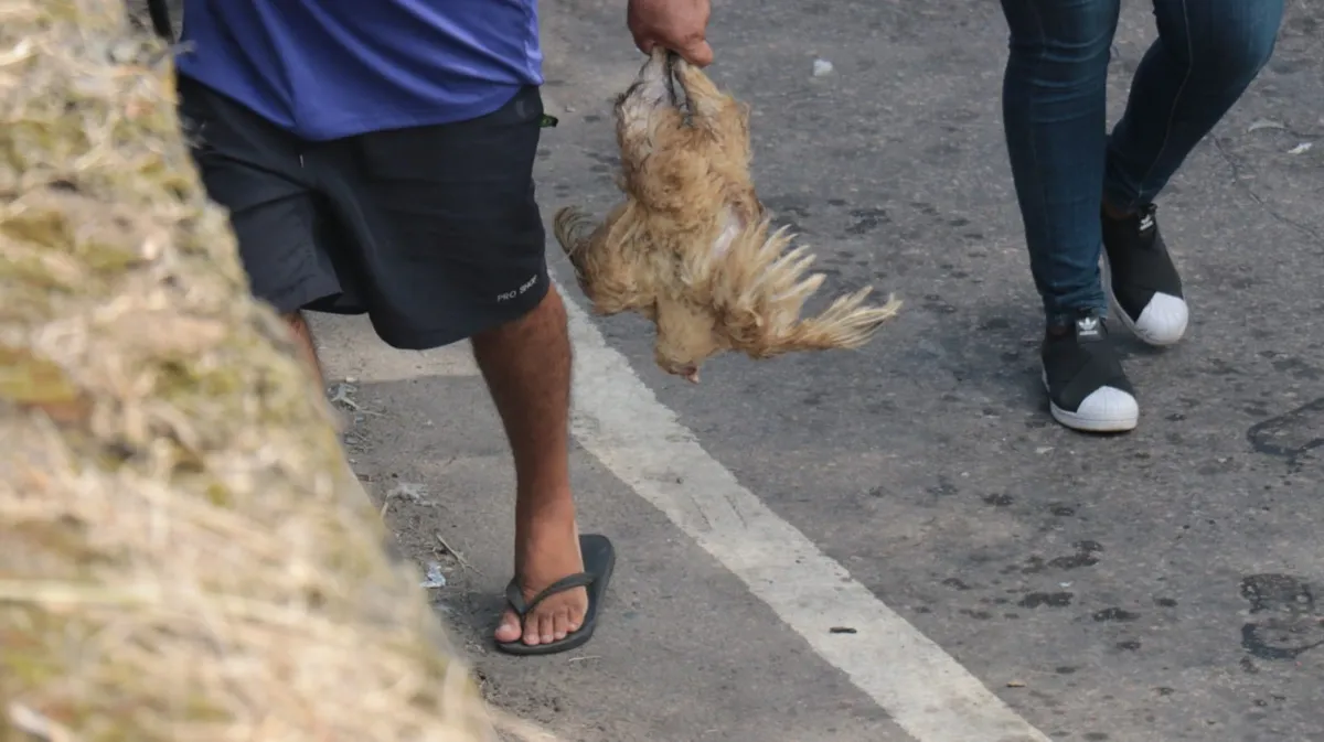 Moradores pegam carga de galinhas de caminhão que tombou na via 